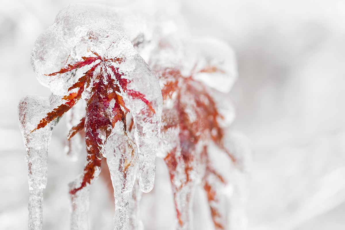 A close up horizontal image of Acer palmatum leaves covered in ice in wintertime.