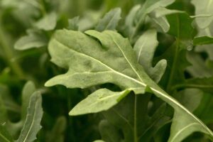 A close up horizontal image of arugula growing in the garden pictured on a soft focus background.