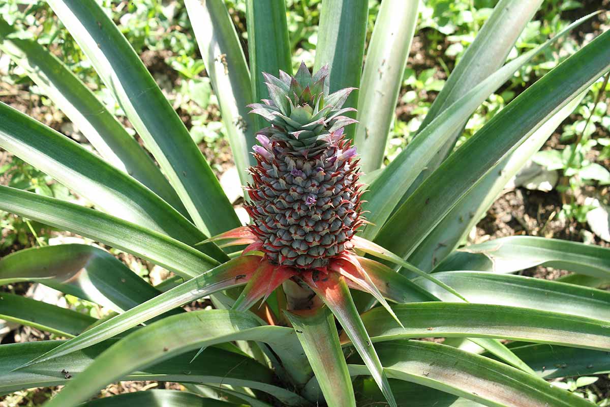 A close up horizontal image of an immature pineapple fruit just starting to develop from the flower, pictured in light sunshine.