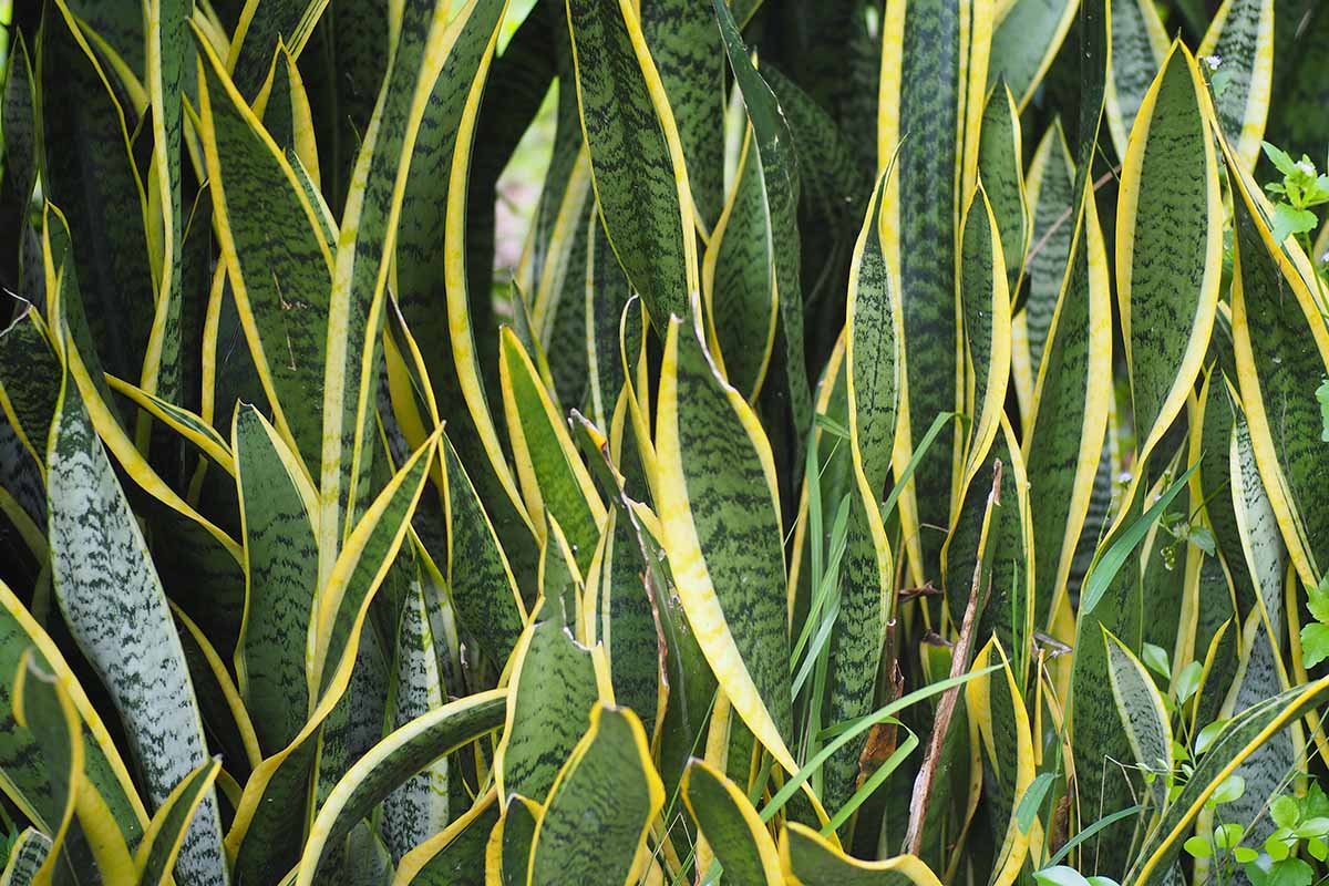 A horizontal image of the yellow and green variegated foliage of Dracaena (formerly Sansevieria) snake plants growing in the garden.