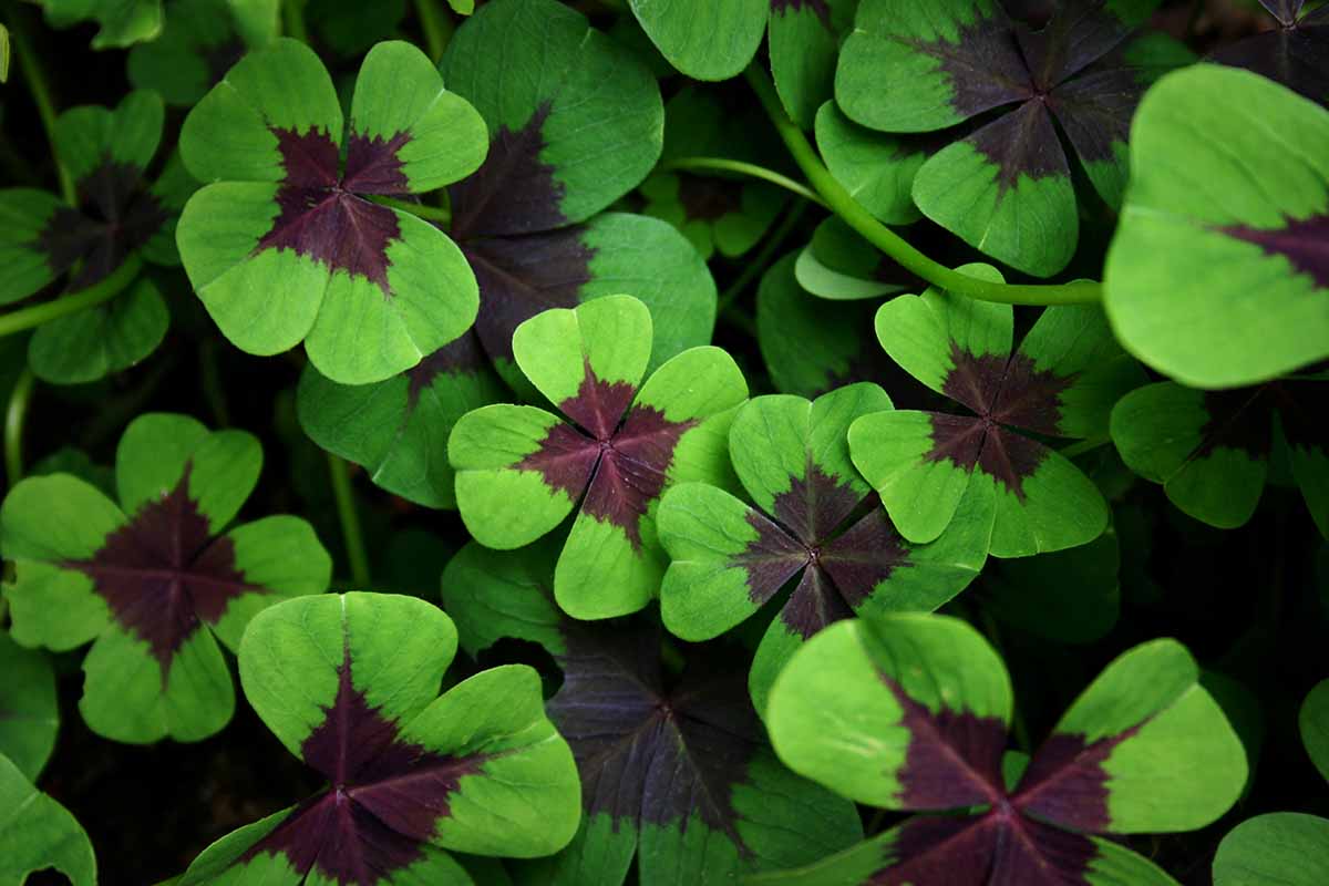 A close up horizontal image of the bicolored foliage of iron cross shamrock growing in the garden pictured on a dark background.