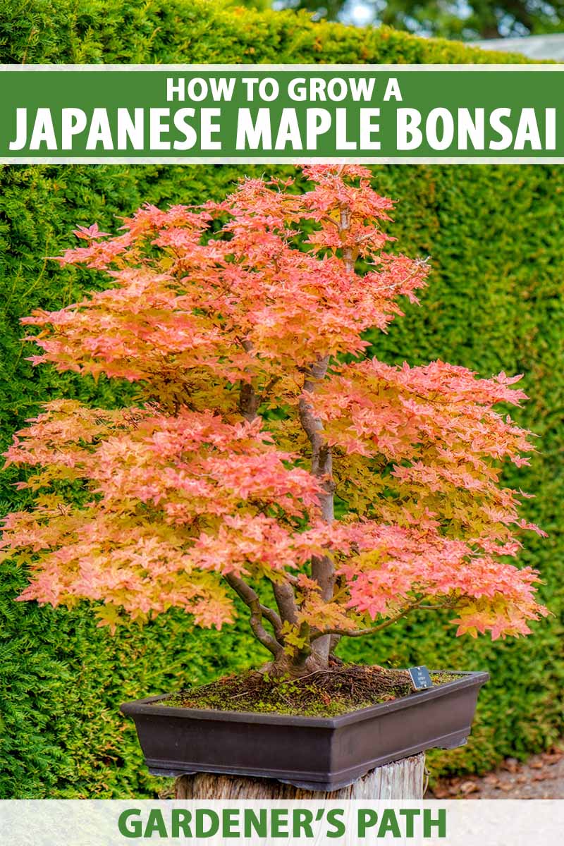 A vertical image of a Japanese maple grown as a bonsai tree set on a wooden plinth outside with a green hedge in the background. To the top and bottom of the frame is green and white printed text.