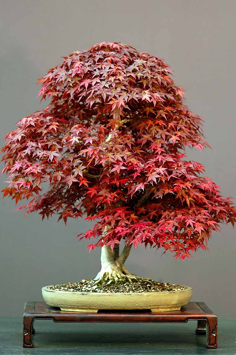 A close up vertical image of a Japanese maple (Acer palmatum) growing as a bonsai tree set on a wooden plinth pictured on a dark gray background.