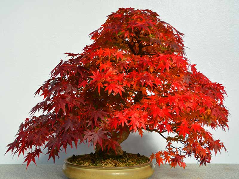A close up horizontal image of a bright red Japanese maple tree growing as a bonsai in a small ceramic pot set on a concrete surface with a white wall in the background.