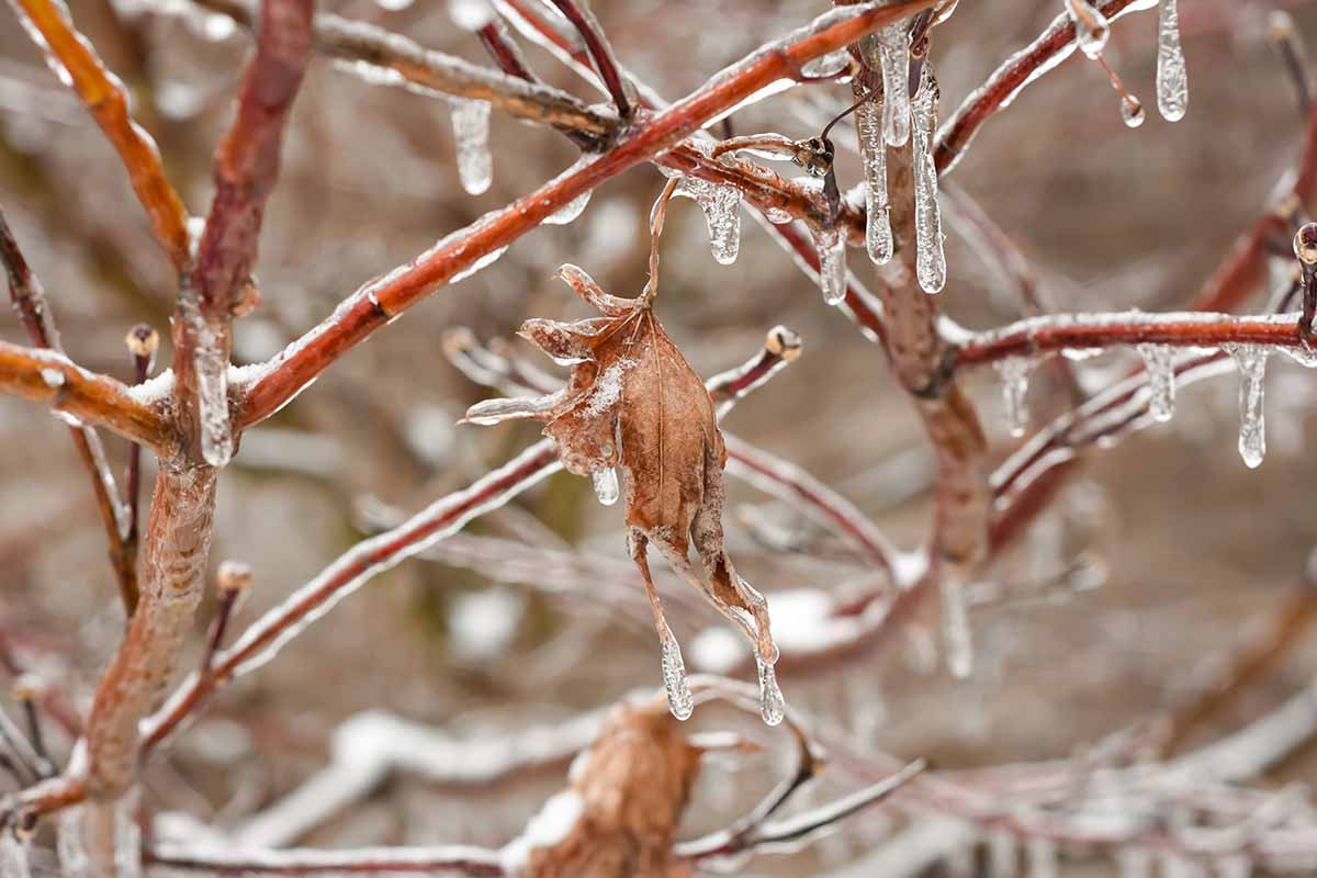 A close up horizontal image of the branches and leaves of a Japanese maple covered in ice pictured on a soft focus background.