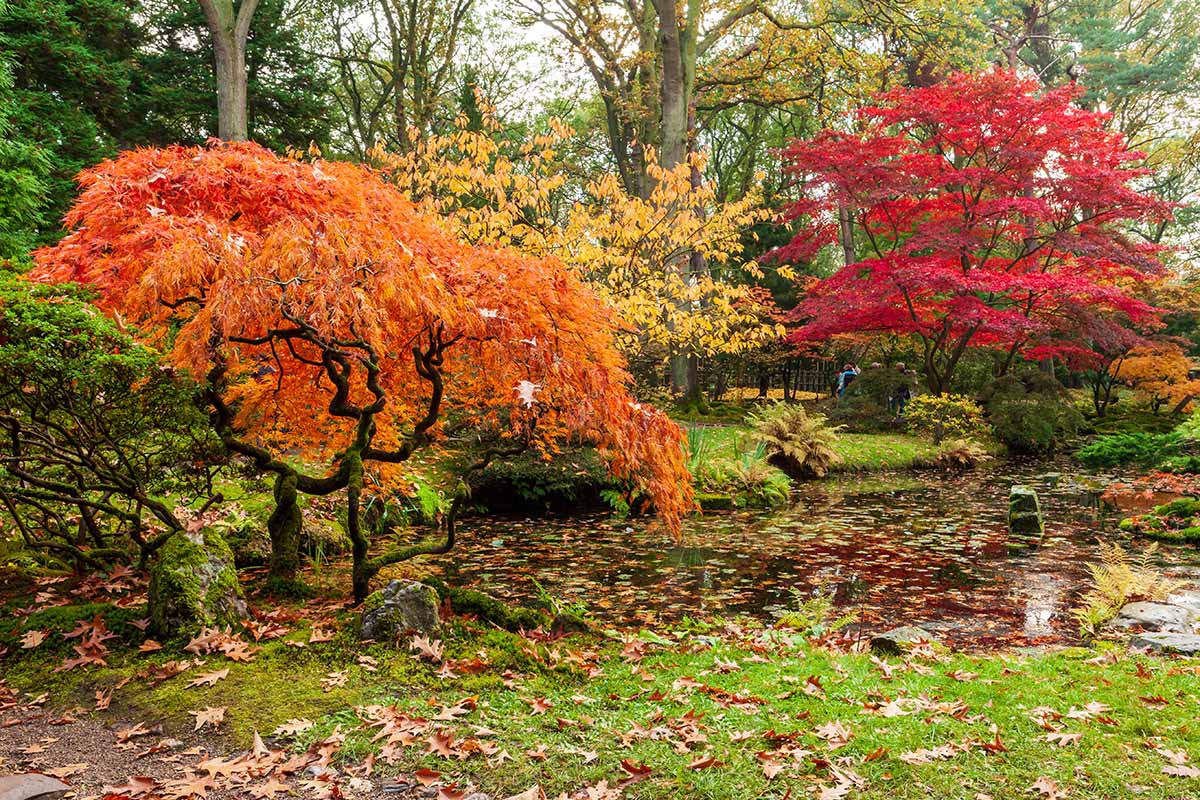 A horizontal image of Japanese maple trees with fall foliage growing by the side of a pond in a park.