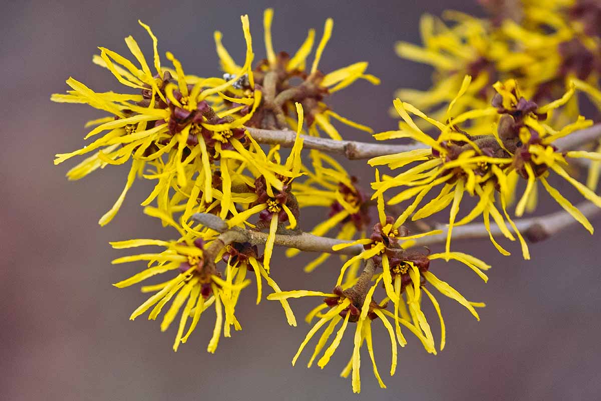 A close up horizontal image of Japanese witch hazel (Hamamelis japonica) pictured on a soft focus background.
