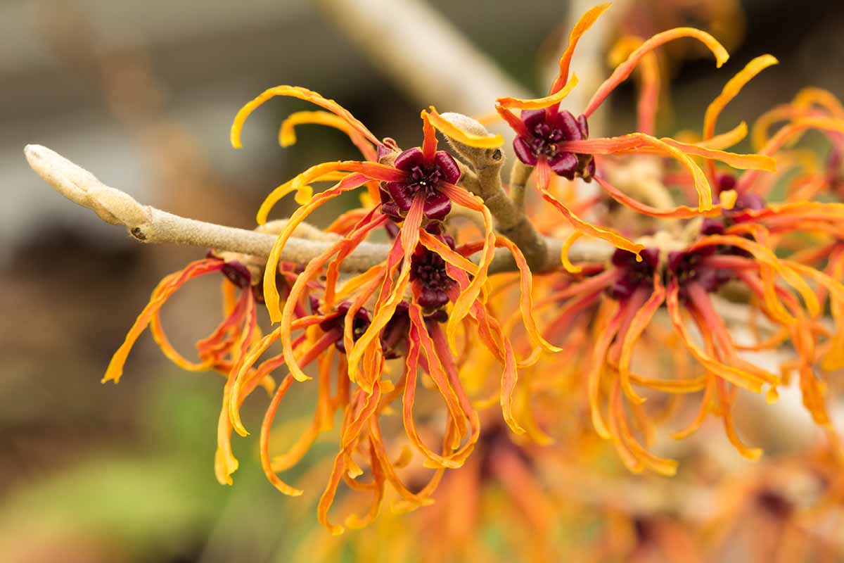 A close up horizontal image of the orange blooms of Hamamelis 'Jelena' growing in the garden pictured on a soft focus background.