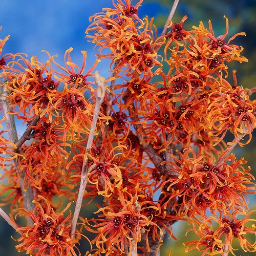A close up square image of Hamamelis 'Jelena' flowers growing in the garden pictured on a soft focus background.