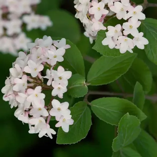 A close up of the flowers of a judd viburnum with green leaves in soft focus in the background.