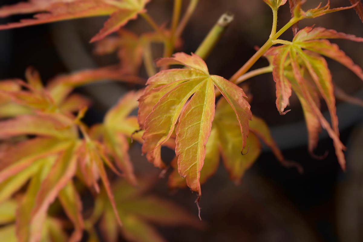 A close up horizontal image of the leaves of a Katsura Japanese maple tree pictured on a soft focus background.