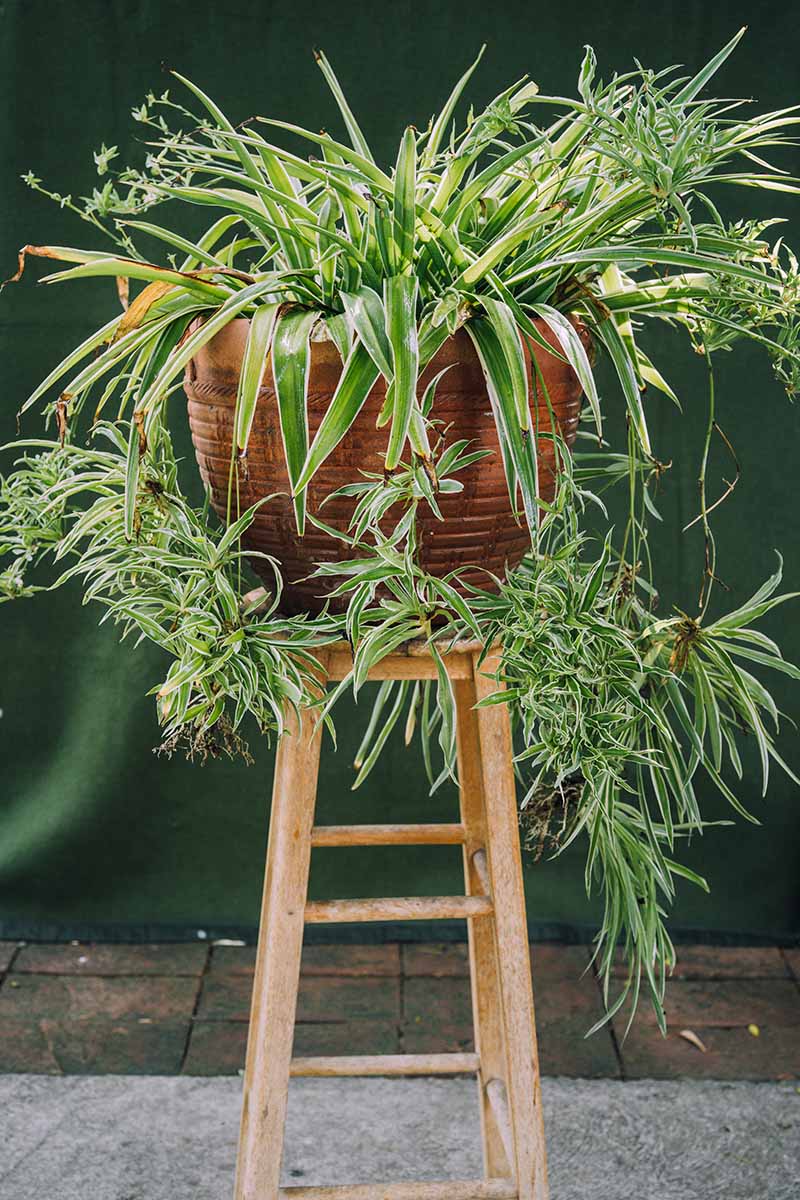 A close up vertical image of a large Chlorophytum comosum growing in a terra cotta pot indoors with a large number of stolons, spiderettes, and flowers, pictured on a soft focus background.