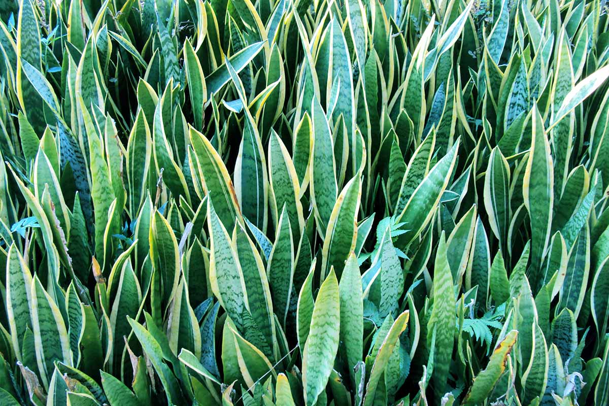 A horizontal image of of a large stand of Dracaena trifasciata growing outdoors.