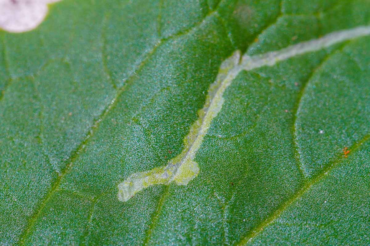 A close up horizontal image of the surface of foliage damaged by leaf miners.