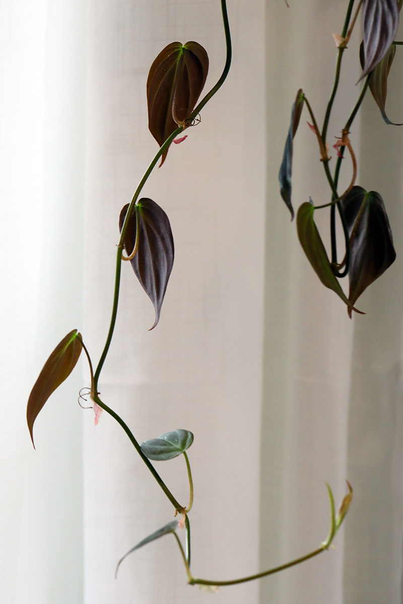 A vertical image of a leggy philodendron growing indoors in need of a good prune.
