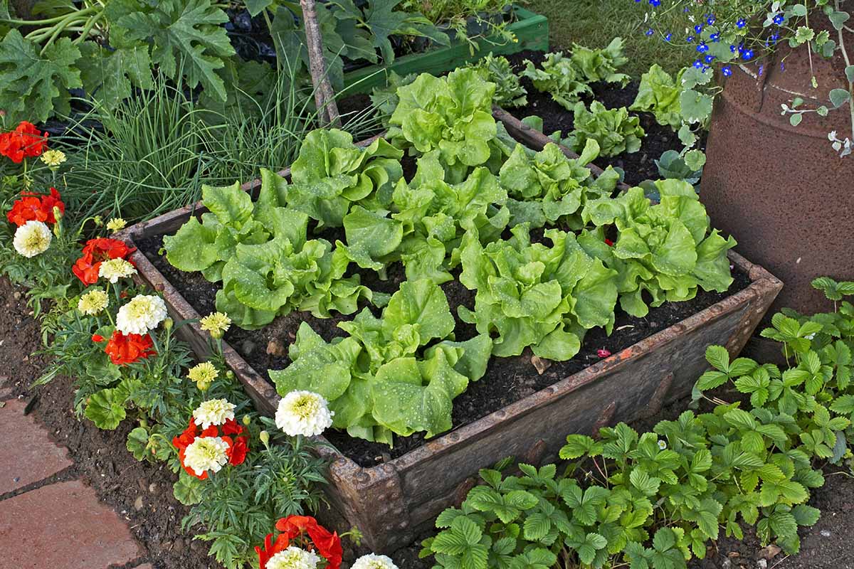A close up horizontal image of lettuce growing in a metal container outdoors with strawberries and flowers growing in close proximity.