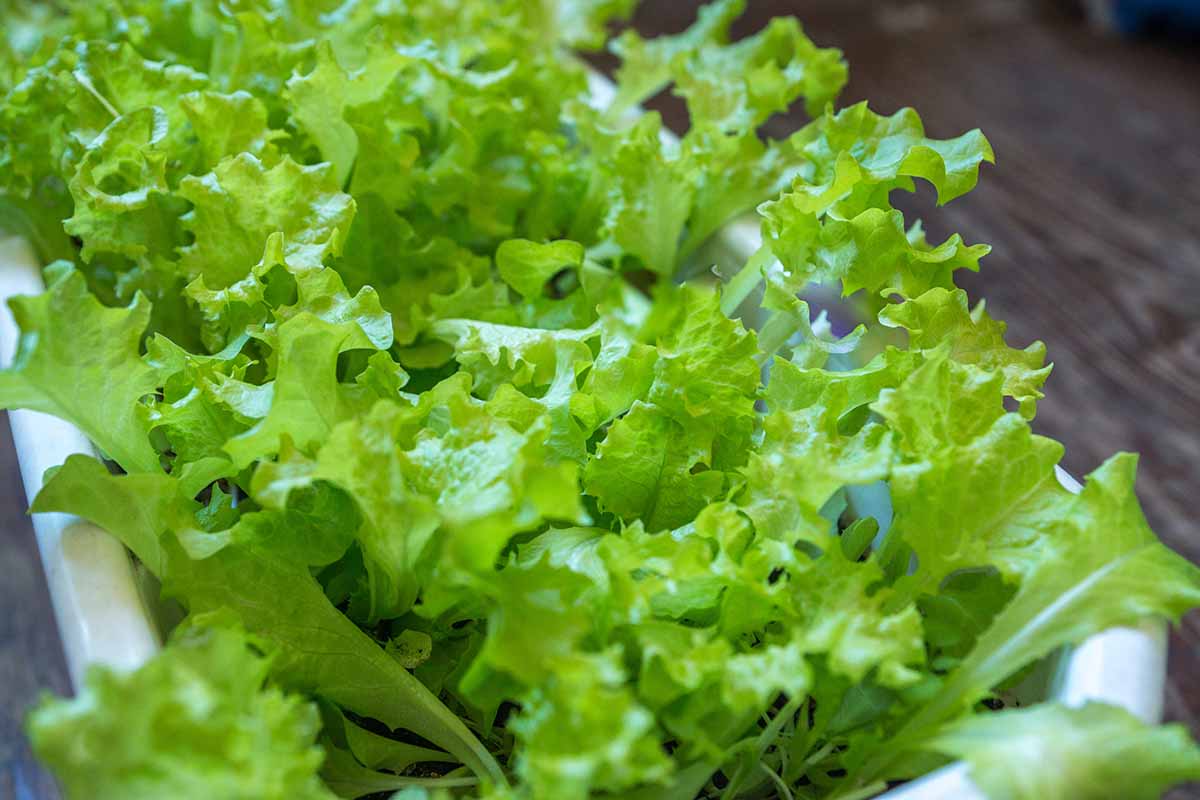 A close up horizontal image of lettuce growing in a plastic planter indoors.