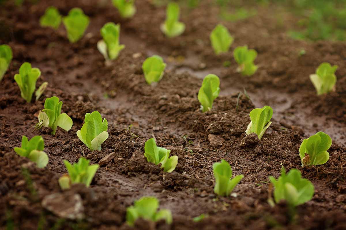 A horizontal image of lettuce seedlings growing in the garden in rows.