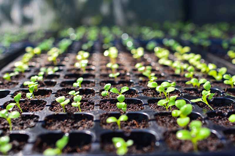 A close up horizontal image of trays of seedlings just starting to sprout.