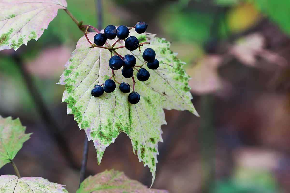A close up horizontal image of the foliage and drupes of a mapleleaf viburnum pictured on a soft focus background.