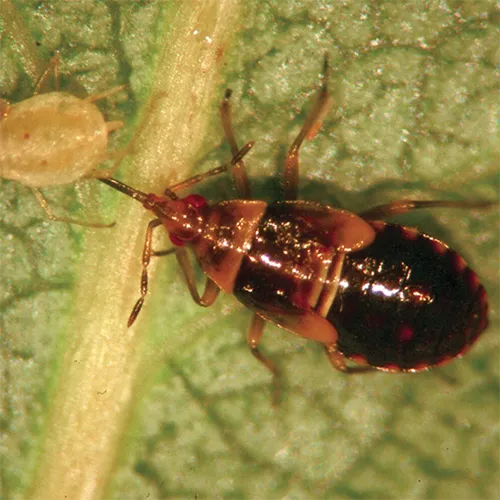 A square image of a minute pirate bug in high magnification eating an aphid on a leaf.