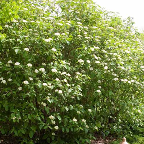 A square image of a large Viburnum lantana 'Mohican' shrub with white flowers growing in the garden.