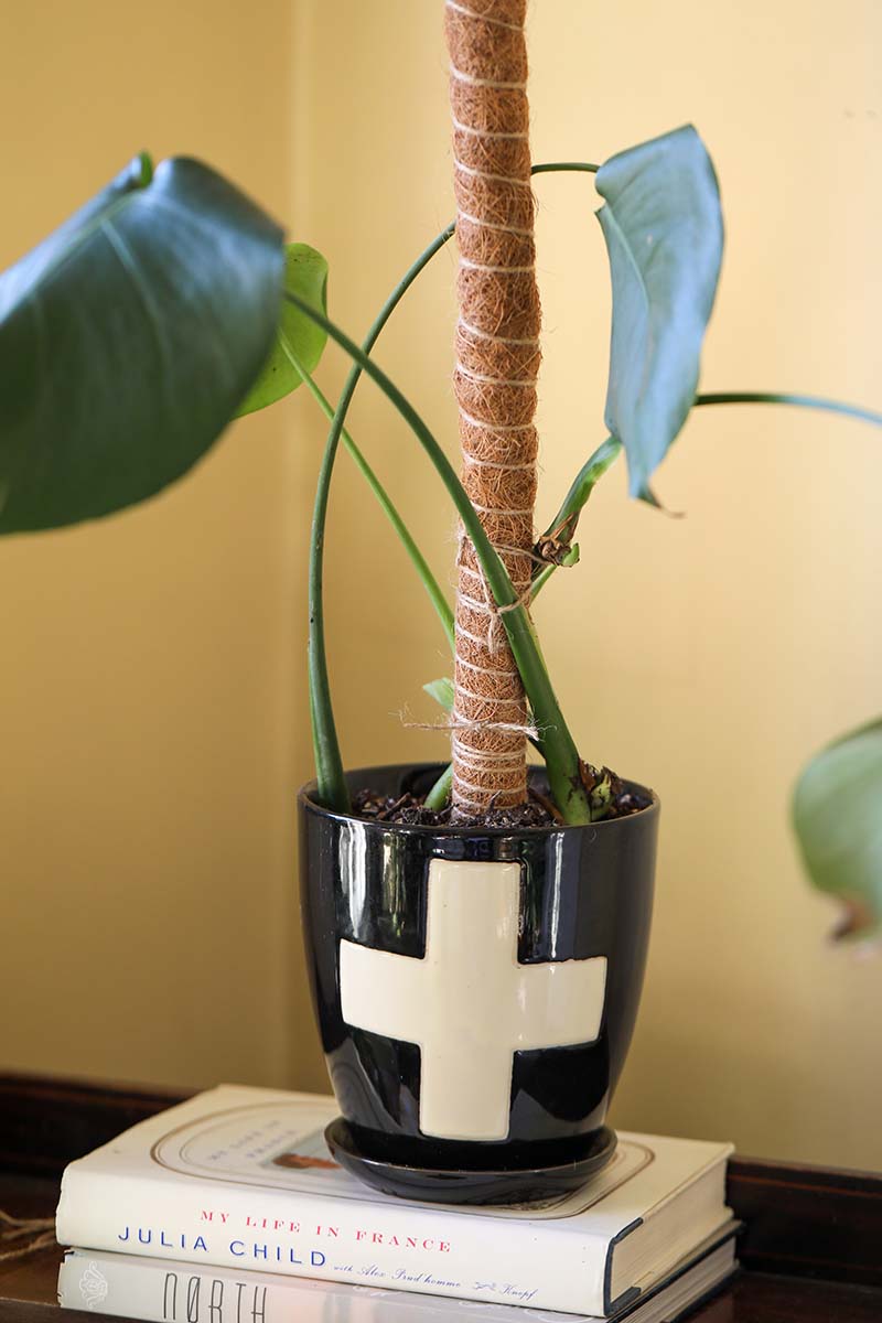 A vertical image of a Swiss cheese plant growing in a small black and white pot attached to a moss pole for support.