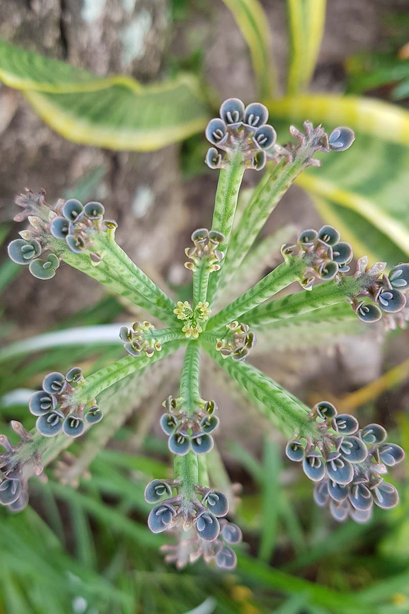 A close up vertical image of a mother of millions (Kalanchoe delagoensis) plant growing outdoors in the garden.
