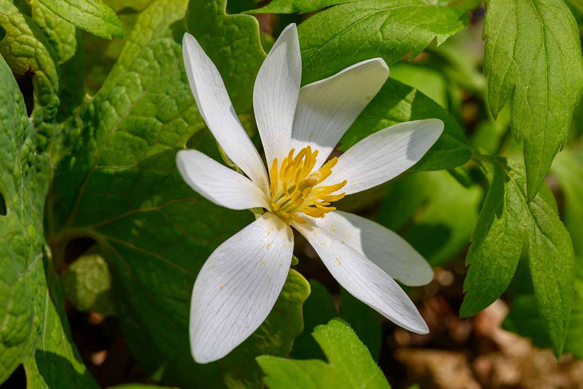 A close up horizontal image of a single bloodroot (Sanguinaria canadensis) flower with foliage in the background pictured in light sunshine.
