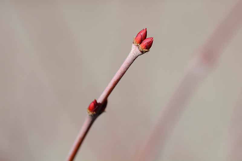 A close up horizontal image of new buds on a Japanese maple branch.