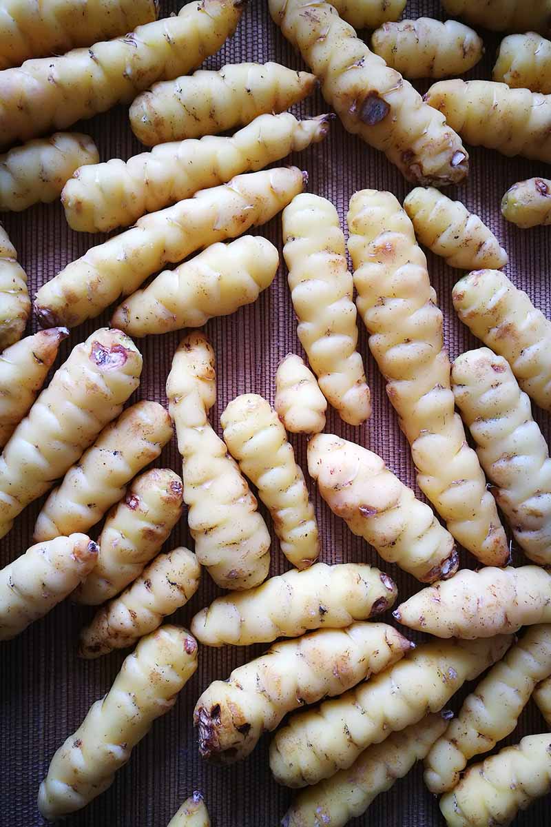 A vertical image of freshly harvested and cleaned New Zealand yams, Oxalis tuberosum set on a kitchen countertop.