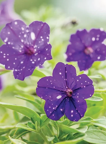 A veritcal image of purple flowers with white spots of Headliner Night Sky petunias growing in the garden pictured on a soft focus background.