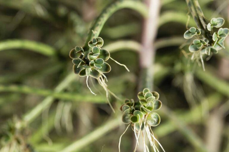 How to Grow and Care for Mother of Millions (Chandelier Plants)
