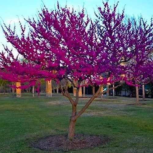 A square image of an 'Oklahoma' redbud tree in full bloom in a park-like setting.