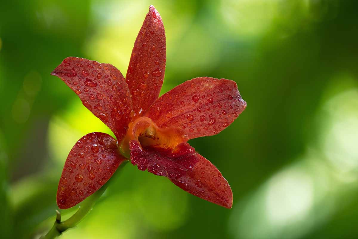 A close up horizontal image of an orchid flower pictured on a green soft focus background.