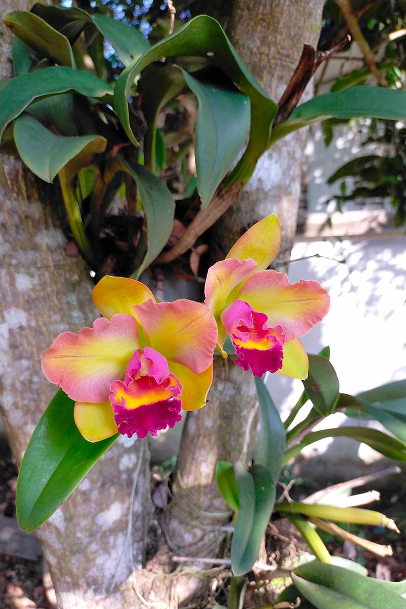 A vertical image of yellow, orange, and pink Cattleya labiata orchids growing on the trunk of a tree outdoors.