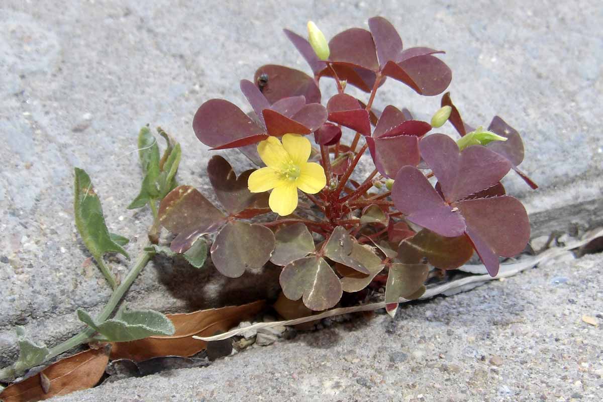 A close up horizontal image of the purple foliage and yellow flowers of Oxalis corniculata growing in the crack of a sidewalk.
