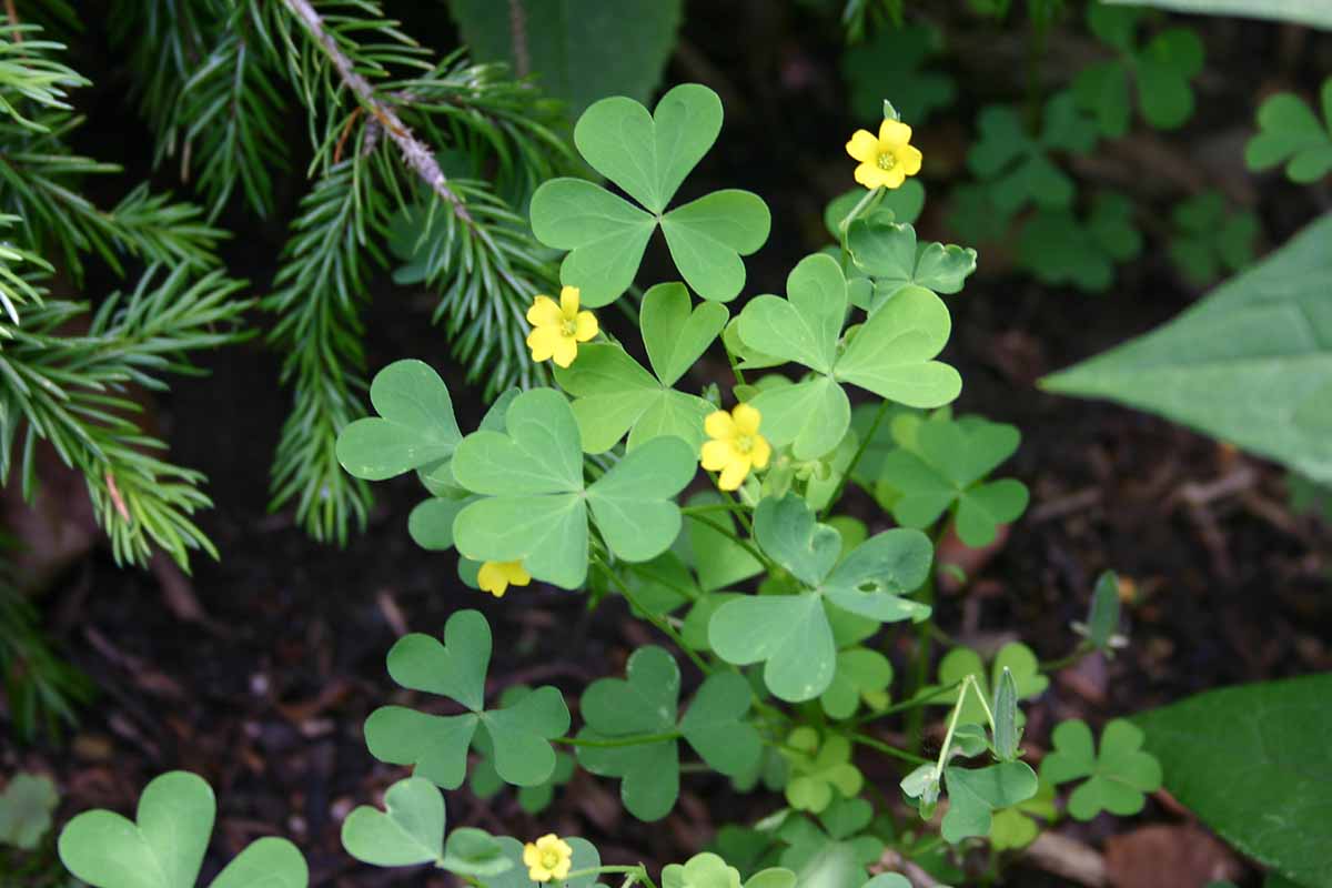 A close up horizontal image of Oxalis stricta with small yellow flowers growing wild pictured on a dark background.