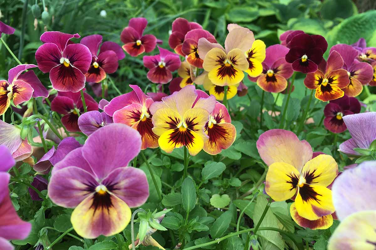 A close up horizontal image of colorful pansies growing in the garden pictured on a soft focus background.