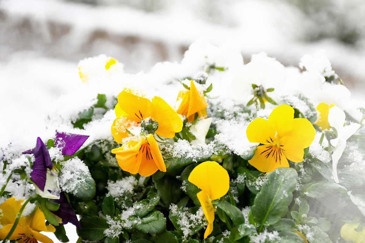 A close up horizontal image of yellow pansies growing in the garden covered in a light dusting of snow.