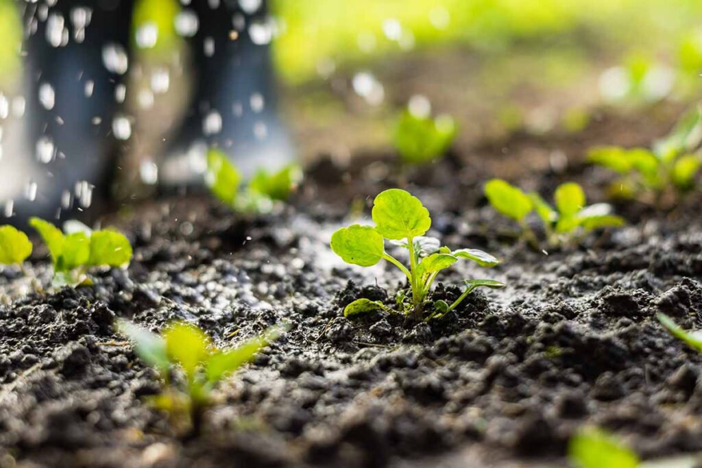 How To Start Pansies From Seed Gardener s Path How to start pansies from seed gardener s path