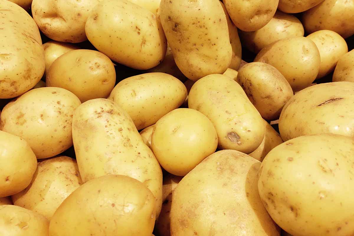 A close up horizontal image of a pile of clean white potatoes.