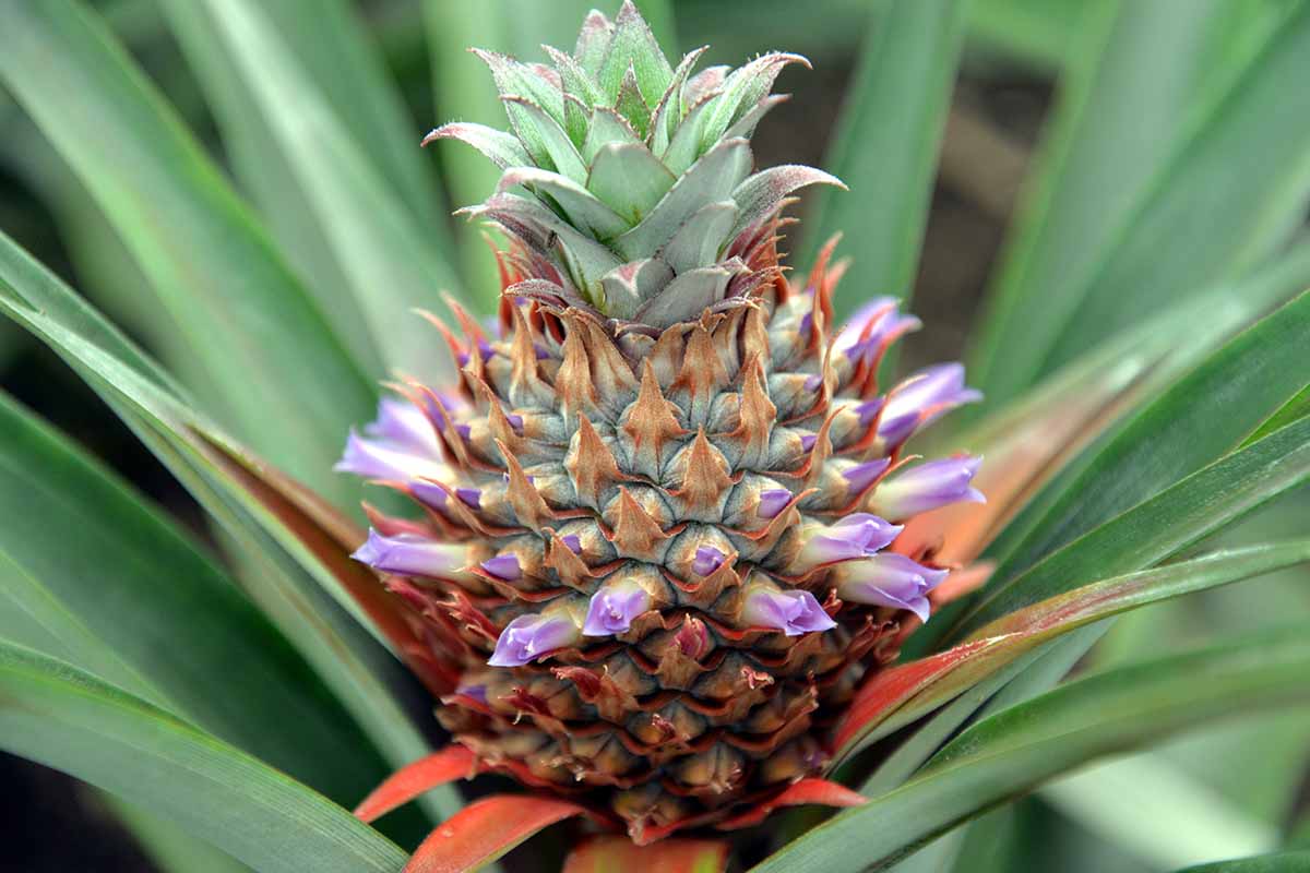 A close up horizontal image of a pineapple flower with the fruit just starting to develop.