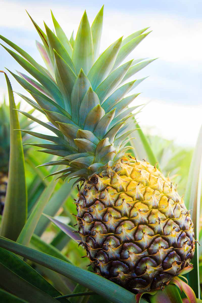 A close up vertical image of a ripe pineapple growing in the garden pictured on a soft focus background.