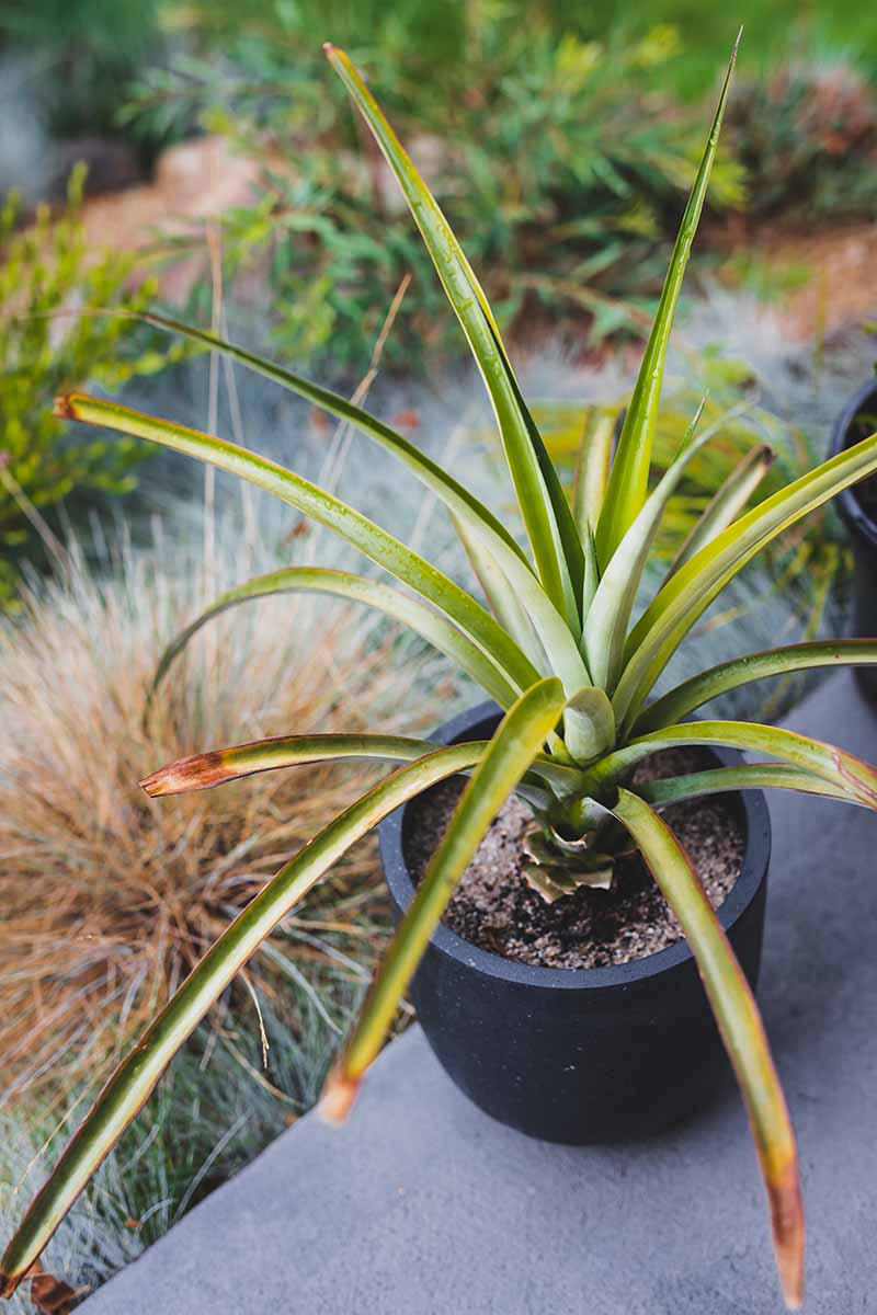 A vertical image of a small pineapple plant growing in a black container outdoors on a concrete surface.