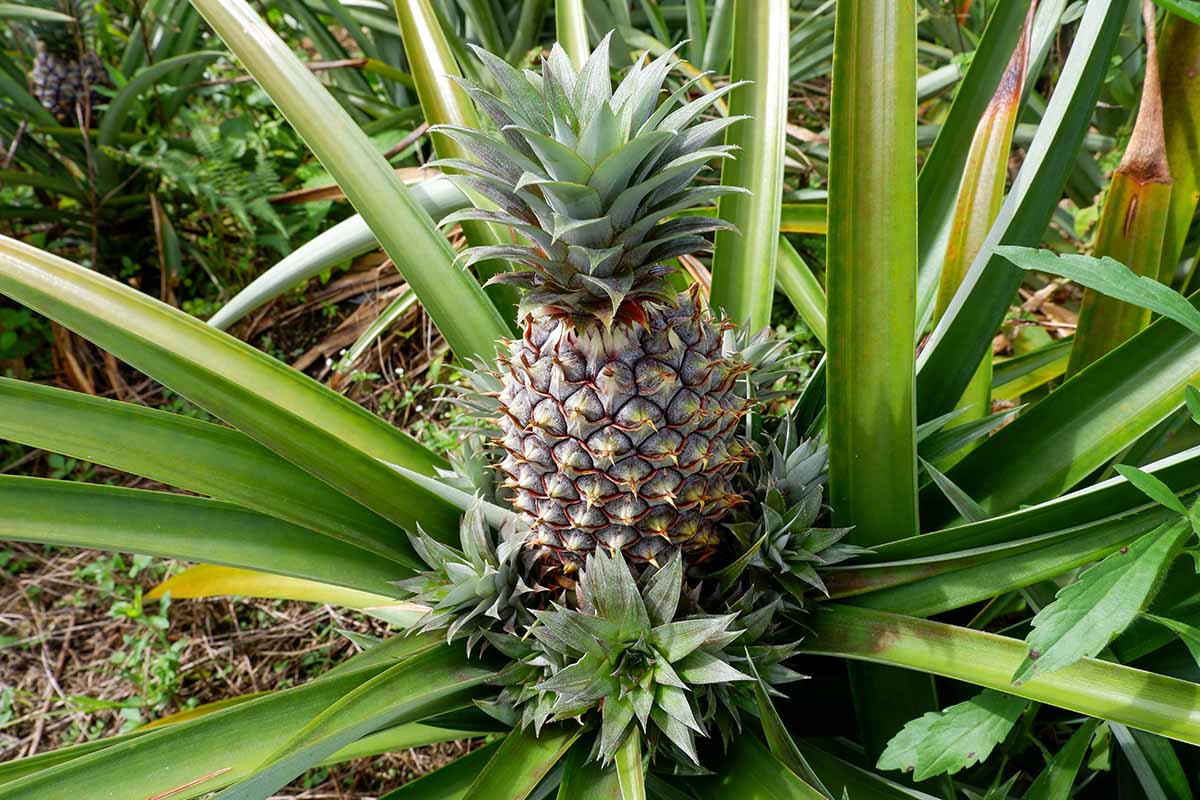 A close up horizontal image of a pineapple fruit that's ripe and ready to harvest, growing in the garden.