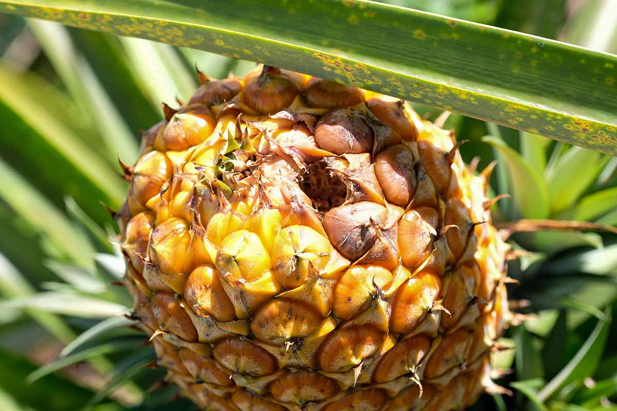 A close up horizontal image of a pineapple fruit that is infested with pests pictured in bright sunshine.