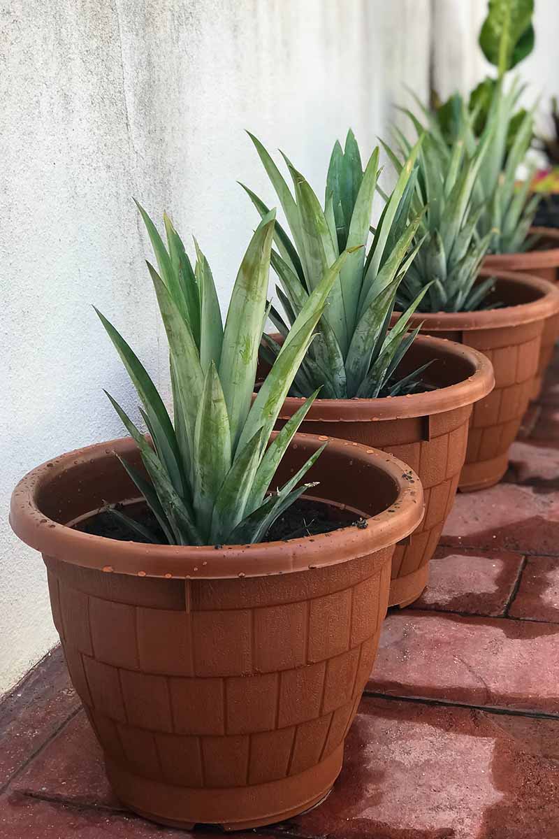 A vertical image of a line of pineapple plants growing in terra cotta pots outdoors on a patio.