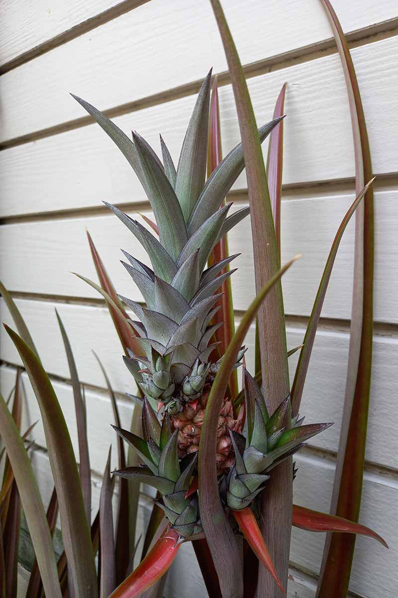 A close up vertical image of a pineapple plant that has started to produce suckers.