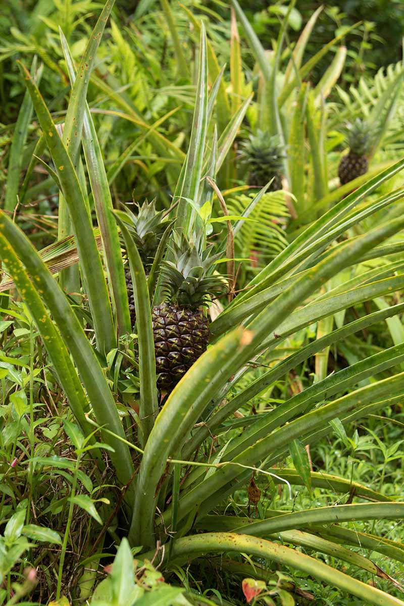 A vertical image of a row of pineapples growing outdoors in a messy garden.